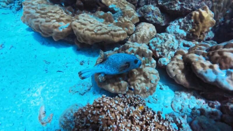 Krabi: Green Freediving Tour with Lunch and Transfer - Transportation, Duration, and Group Size