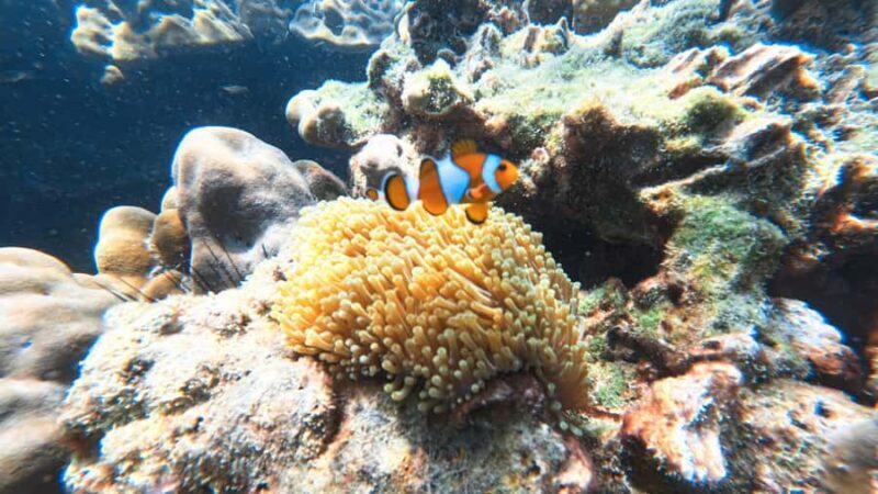 Krabi: Green Freediving Tour with Lunch and Transfer - Pricing and Overall Value