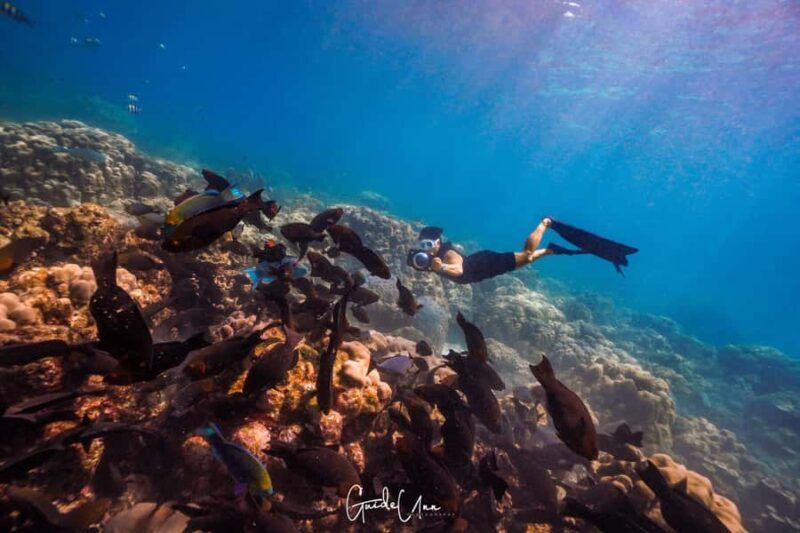 Krabi: Green Freediving Tour with Lunch and Transfer - Who Should Consider This Tour?