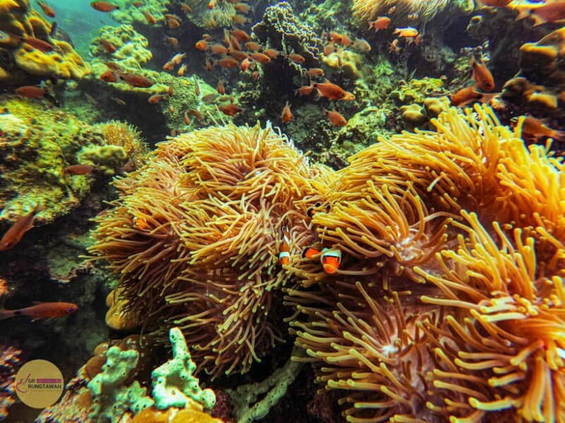 Krabi: Hong Islands Sunset, Bioluminescent Plankton and BBQ - Key Points