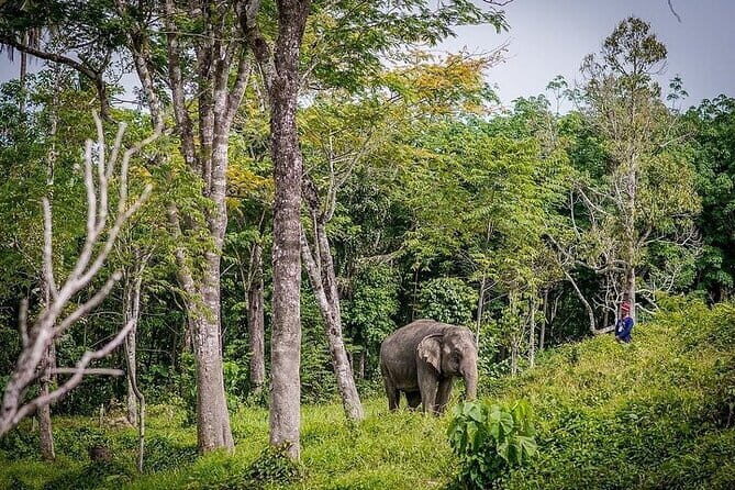 Krabi Immersive Elephant Sanctuary Experience - What to Expect from the Krabi Immersive Elephant Sanctuary Experience