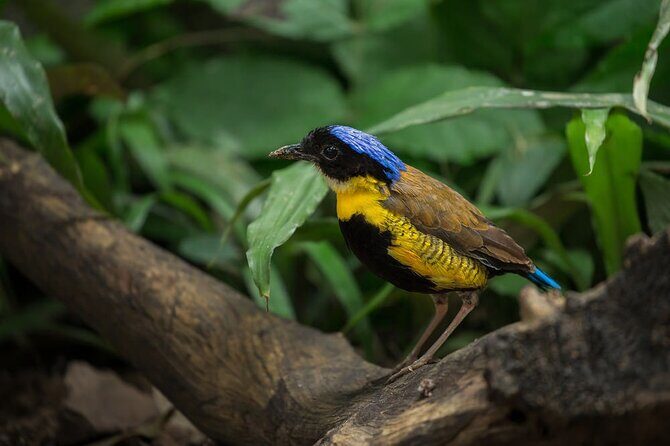 Krabi Jungle Tour with Kayaking at Ao Thalane - FAQs