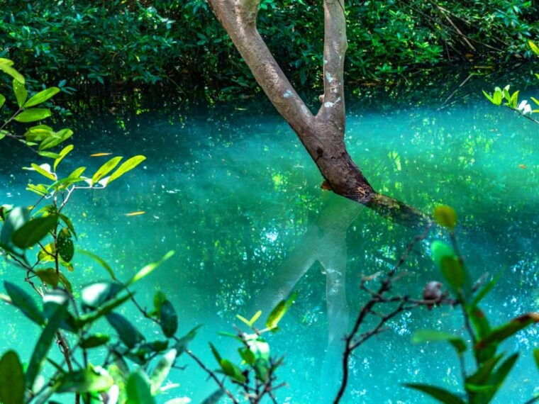 krabi-kayaking-crystal-lagoon-and-fish-spa-in-klong-root