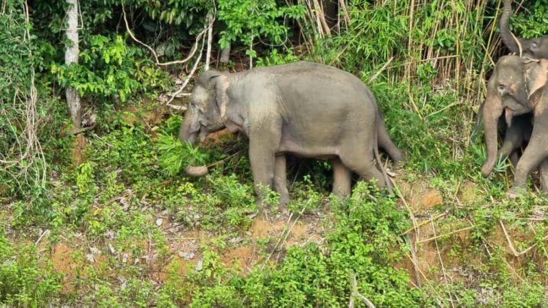 Krabi: Khao Sok National Park & Cheow Lan Lake Boat Tour - Key Points