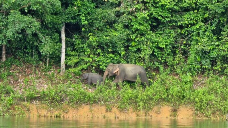 Krabi: Khao Sok National Park & Cheow Lan Lake Boat Tour - Exploring the Itinerary: What You Can Expect