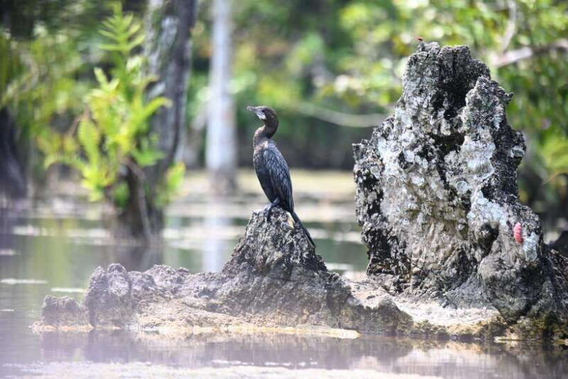 krabi-klong-root-crystal-lake-kayaking-tour