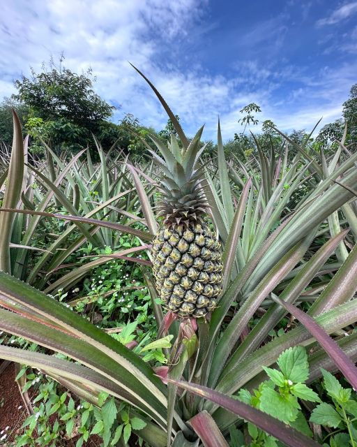 krabi-klong-root-kayaking-viewpointfish-feeding-and-more