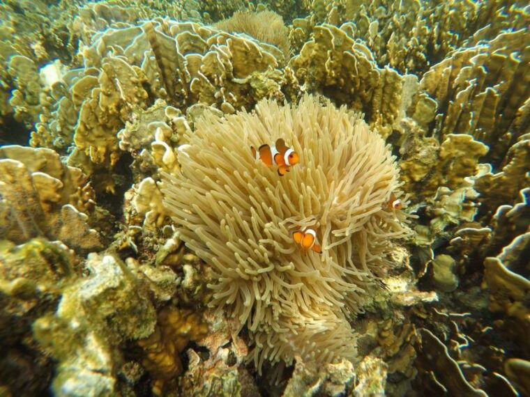 krabi-koh-rok-koh-haa-hidden-snorkeling-tour-by-speedboat