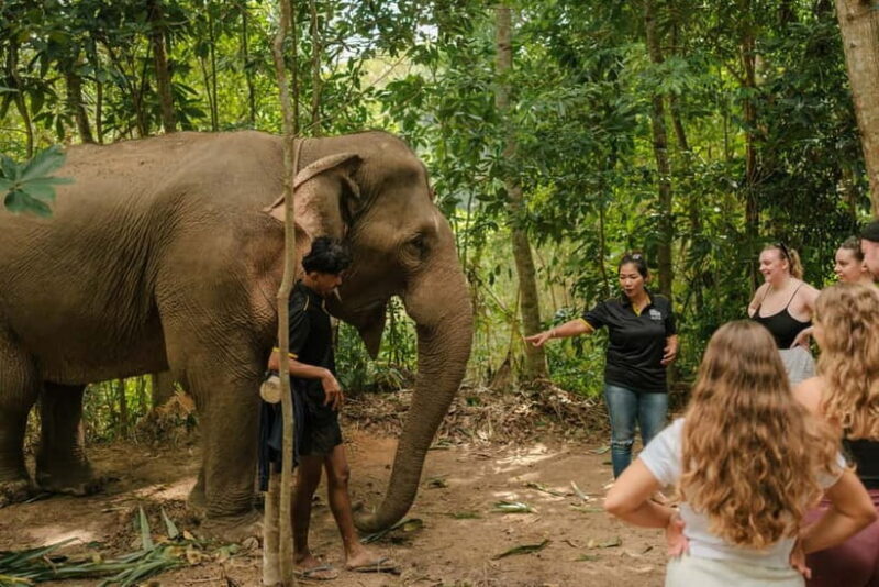 Krabi: Love Elephant Sanctuary Tour - Key Points