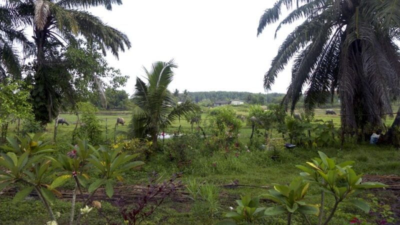 krabi-mangrove-magic-koh-klang-charm-by-longtail-boat