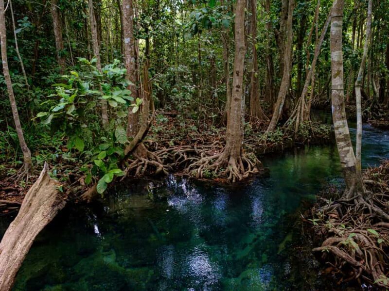 Krabi: Mangroves and Khao Kanab Nam Cave Tour with Lunch - FAQ