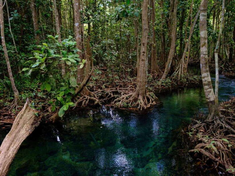 krabi-mangroves-and-khao-kanab-nam-cave-tour-with-lunch