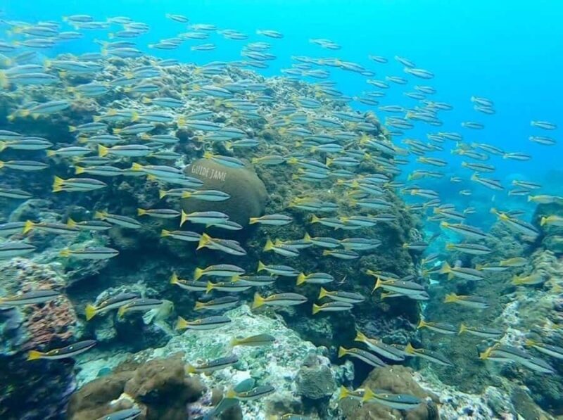 Krabi: Phi Phi Islands & 4 Islands Sunset with BBQ Dinner - Highlights & Unique Features