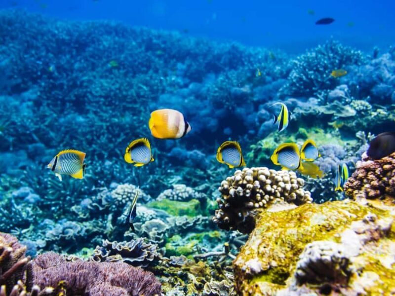 Krabi: Private 4 Islands Snorkeling Tour with Long-Tail Boat - Key Points