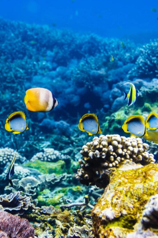 krabi-private-4-islands-snorkeling-tour-with-long-tail-boat