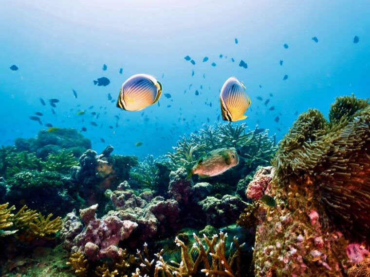 krabi-private-4-islands-snorkeling-tour-with-long-tail-boat
