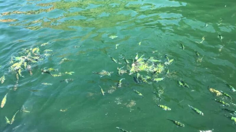 Krabi: Private Long Tail Boat to the 4 Islands - Final Thoughts