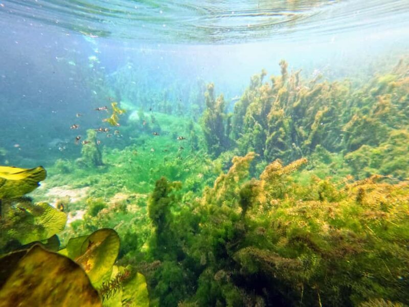 Krabi Quad: Paddle, Eco Printing, Rubber Tapping & Pine Farm - FAQ