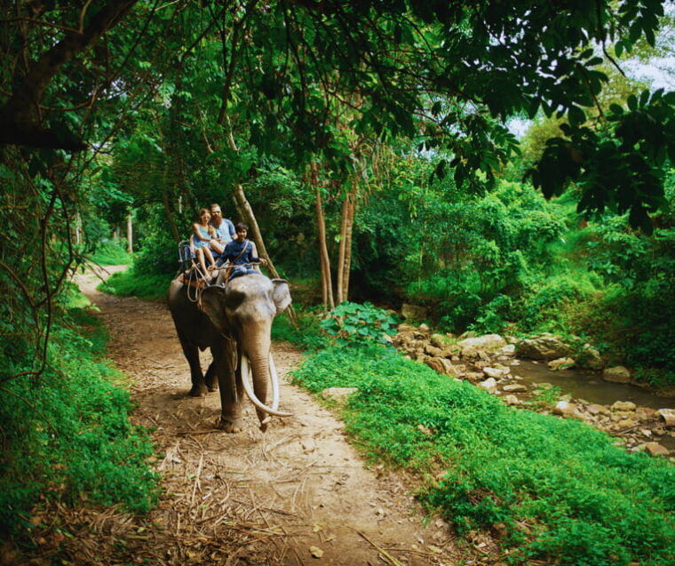 krabi-rainforest-jungle-tour-with-emerald-pool-hot-spring