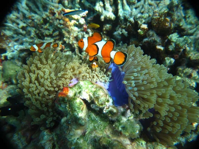 Krabi: Similan Islands Day Trip by Speedboat with Lunch - Key Points