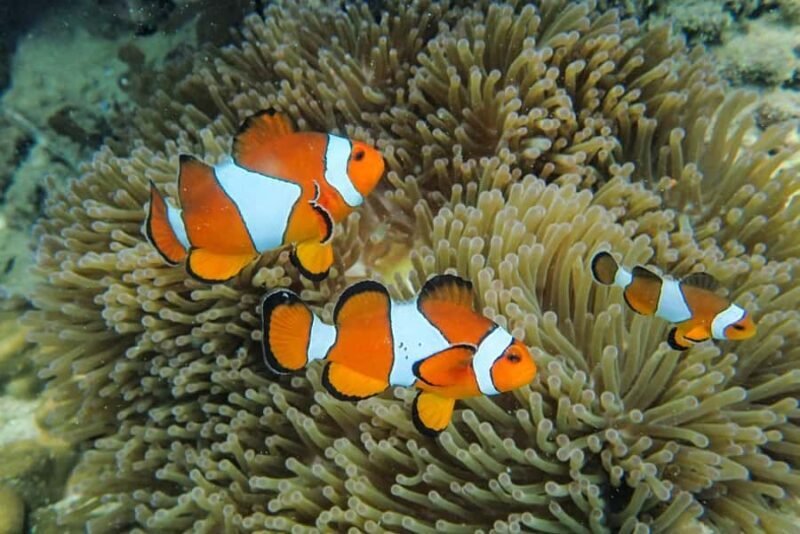 Krabi: Similan Islands Day Trip by Speedboat with Lunch - What to Expect from the Itinerary