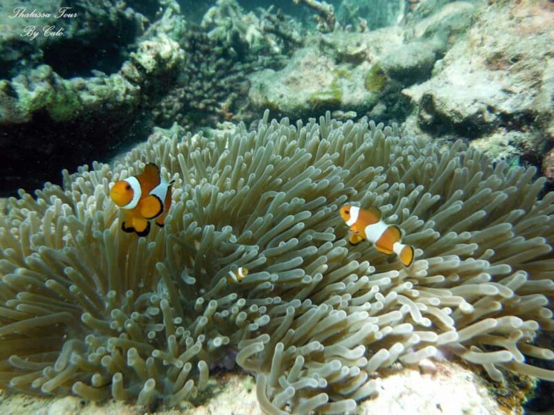 Krabi: Small Group Boat Tour to James Bond & Hong Islands - What Travelers Love Most