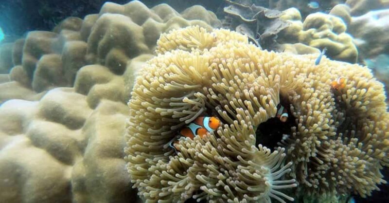 Krabi: Surin Islands Day Tour by Speedboat & Moken Village - A Deep Dive into the Experience