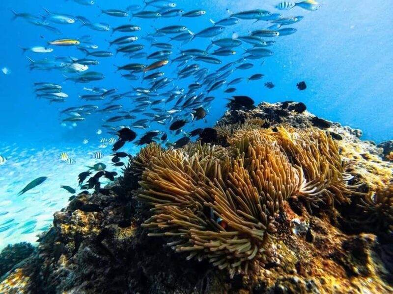 Krabi to Phi Phi Cove: Speedboat & Longtail Island Combo - Frequently Asked Questions