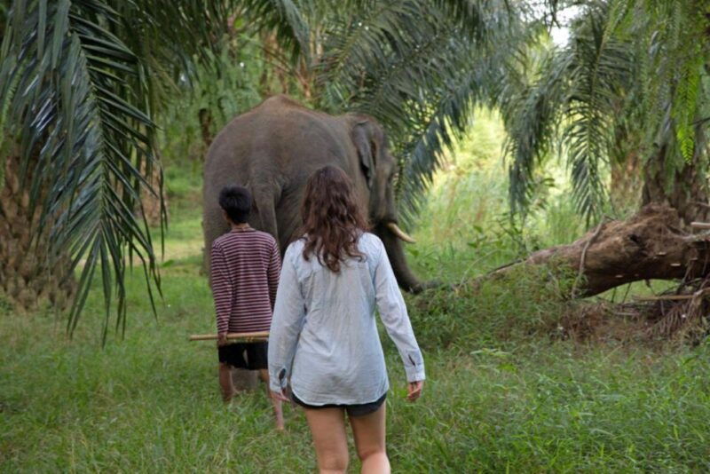 krabi-unique-dusk-ethical-elephant-sanctuary-experience