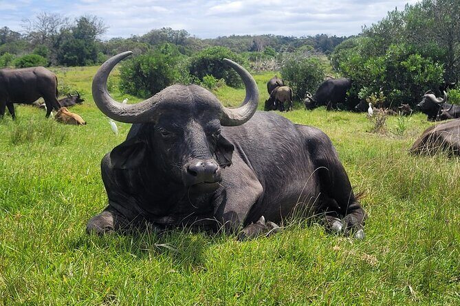 Kragga Kamma Game Drive and Scenic Coastal Tour in Port Elizabeth - Key Points