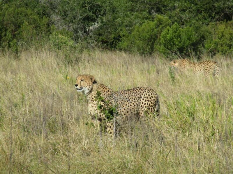 Kragga Kamma Game Park - A Quick Look at the Experience