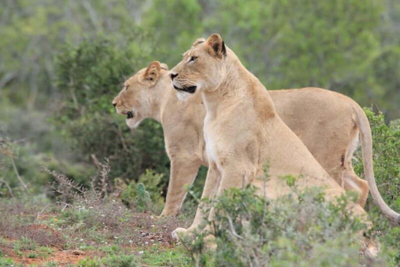 Kragga Kamma Game Park - Key Points