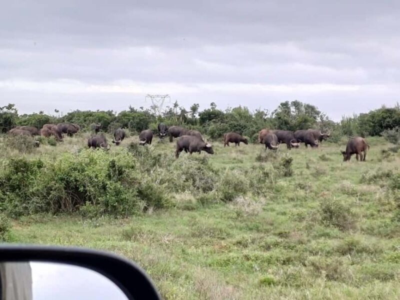Kragga Kamma Game Park - The Experience: What Makes It Special