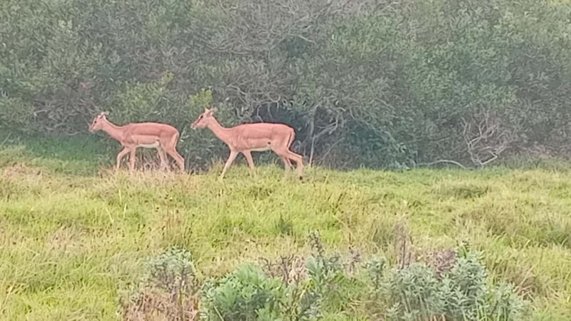 Kragga Kamma Game Park - Practical Tips for Visiting