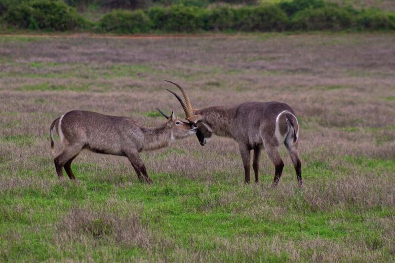 Kragga Kamma Game Park - Who Will Love Kragga Kamma?
