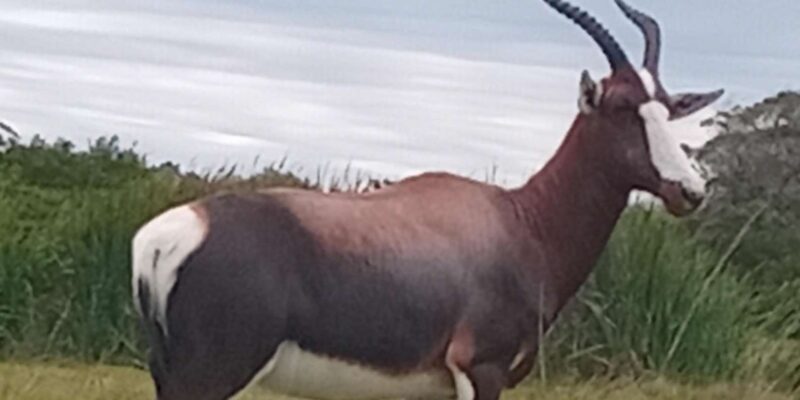Kragga Kamma Game Park - Summary and Final Thoughts