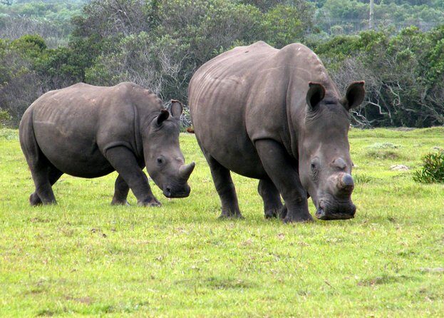 Kragga Kamma Game Park from Port Elizabeth - Key Points