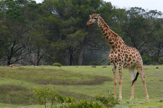 Kragga Kamma Game Park from Port Elizabeth - An In-Depth Look at the Tour Experience