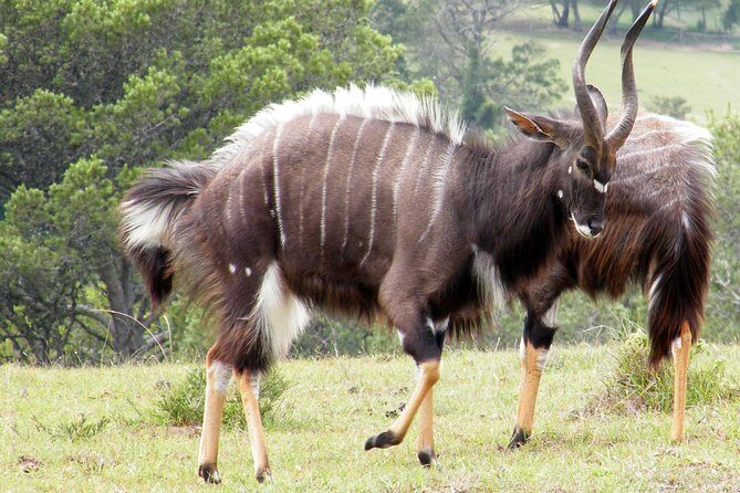 Kragga Kamma Game Park from Port Elizabeth - Final Thoughts