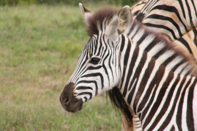 Kragga Kamma Game Park from Port Elizabeth - FAQ