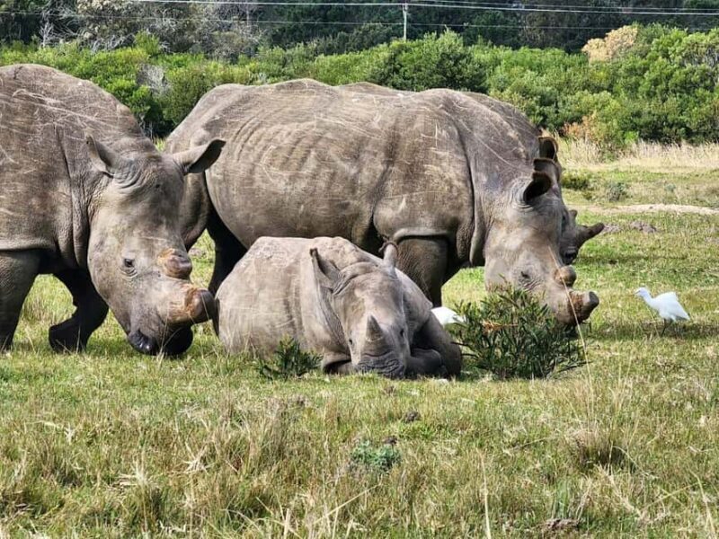 Kragga Kamma Game Park Half Day Safari - Key Points