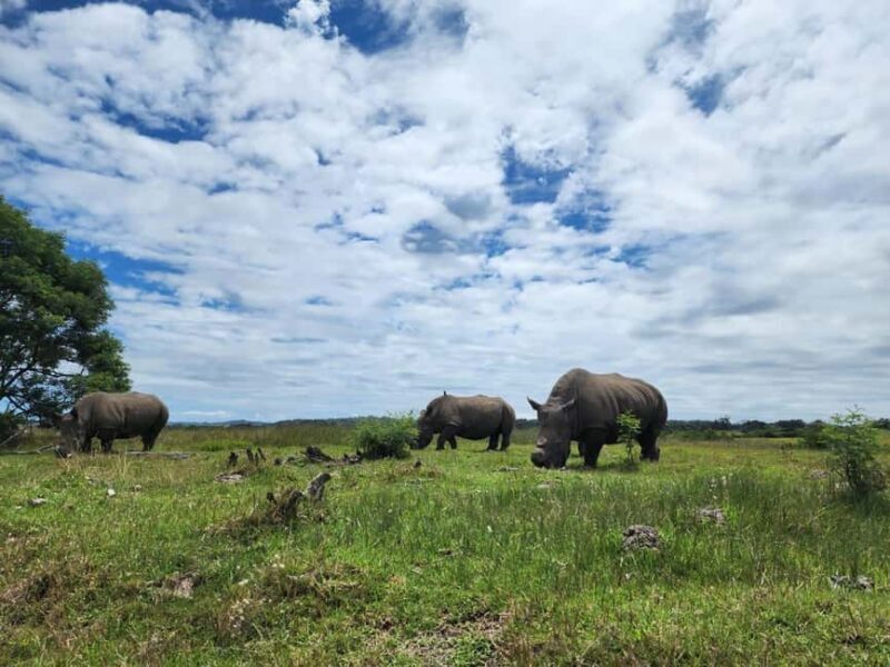 Kragga Kamma Game Park Half Day Safari - The Value of a Half-Day Safari