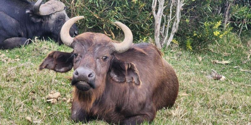Kragga Kamma Game Park Half Day Safari - Practical Tips for Your Safari