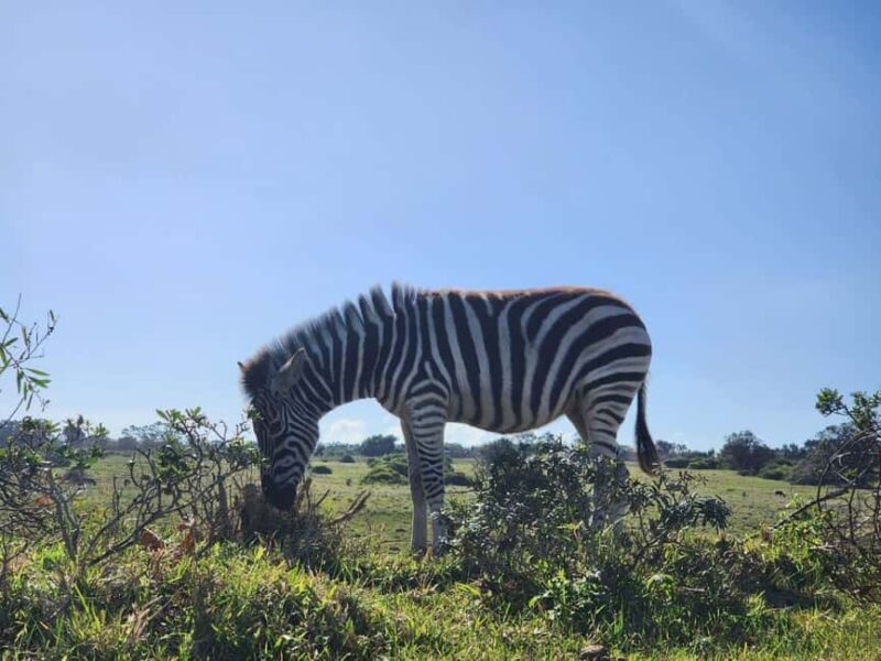 Kragga Kamma Game Park Half Day Safari - Who Will Love This Safari?