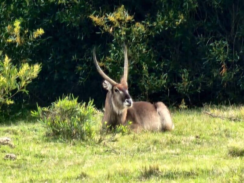 Kragga Kamma Game Park Half Day Safari - The Sum Up