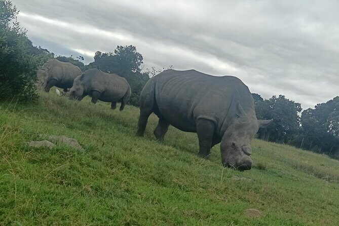 Kragga Kamma Game Park Safari Guided Tour in Port Elizabeth - Key Points