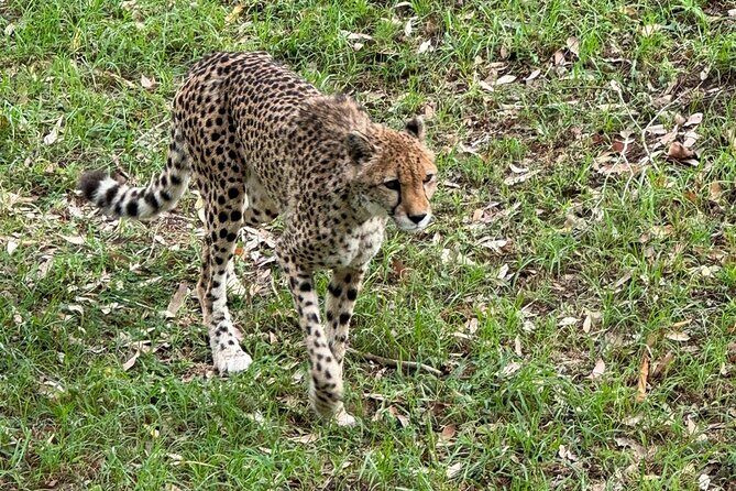 Kragga Kamma Game Park Safari Guided Tour in Port Elizabeth - Price and Value