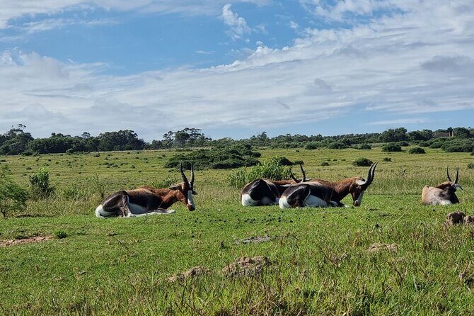 Kragga Kamma Game Park Safari Guided Tour in Port Elizabeth - Accessibility and Practical Considerations