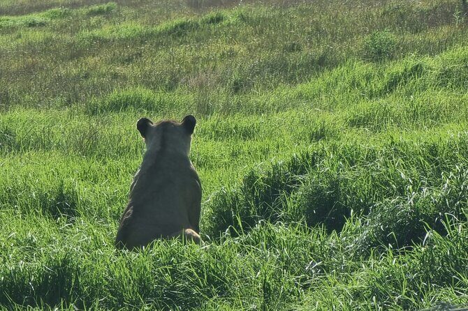 Kragga Kamma Game Park Safari Guided Tour in Port Elizabeth - Review Highlights from Past Travelers