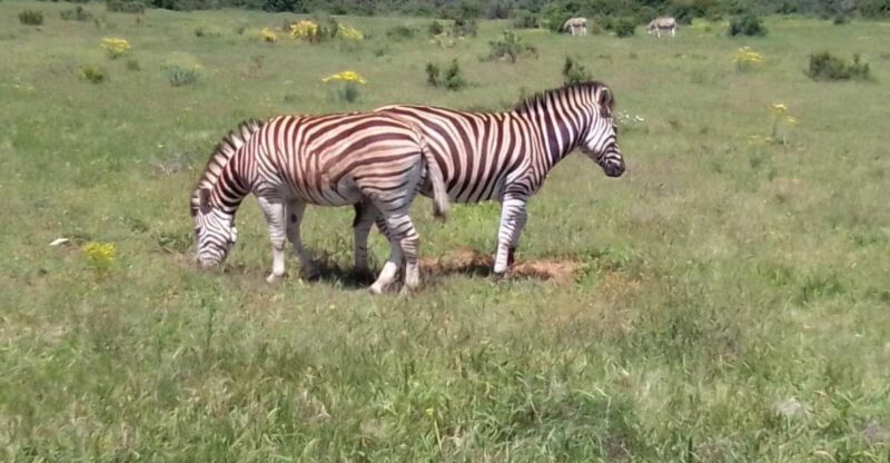 Kragga Kamma Safaris And Shore Excursions - Key Points